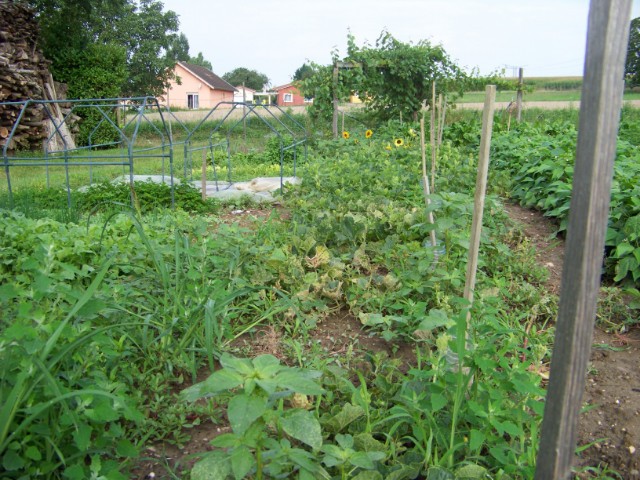 le jardin, cette année.... Bttzug