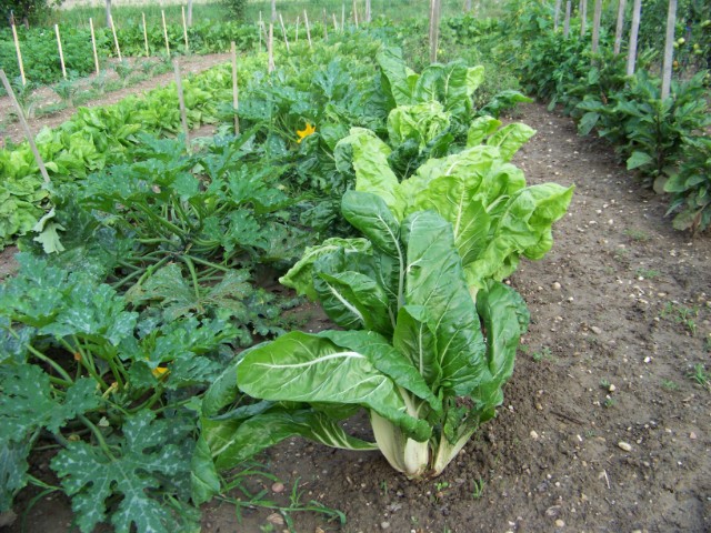 le jardin, cette année.... Dzaxpu