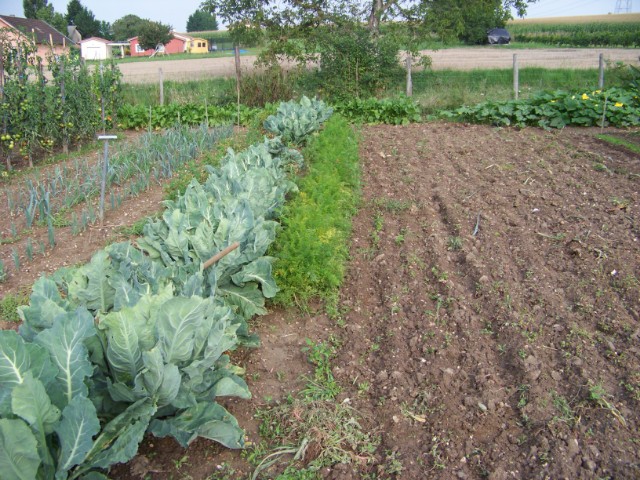 le jardin, cette année.... Is9651