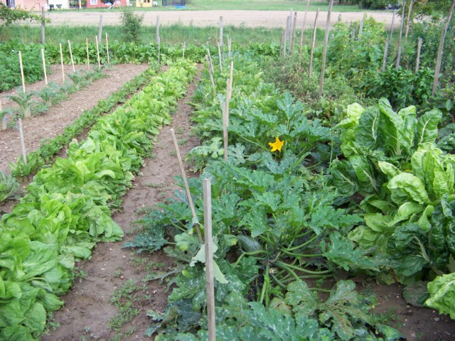 le jardin, cette année.... Koixju