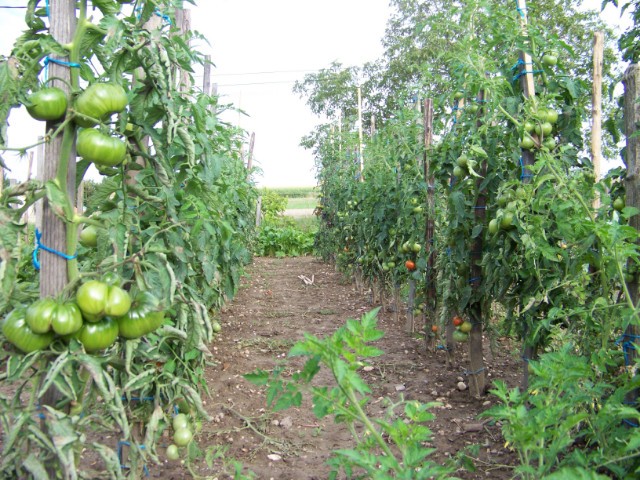 le jardin, cette année.... L8ltvu