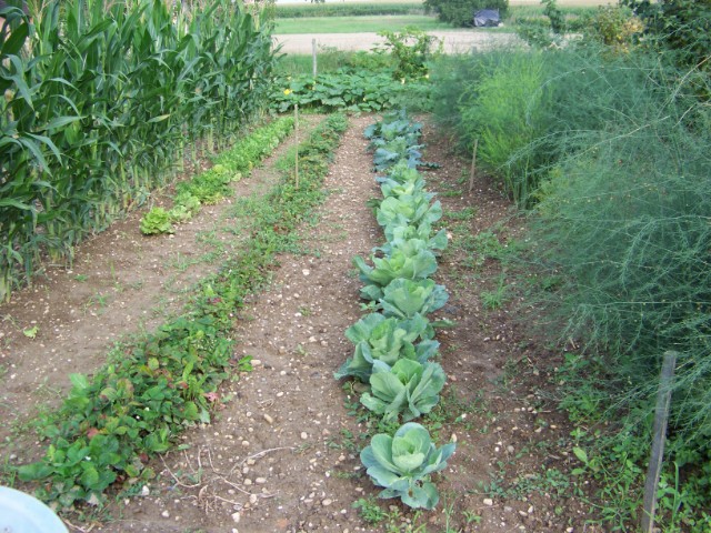 le jardin, cette année.... Tadpqe