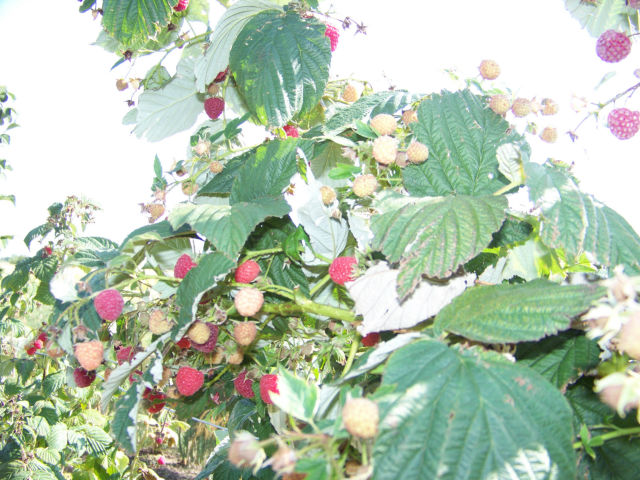 Au jardin, cette semaine Yogp29