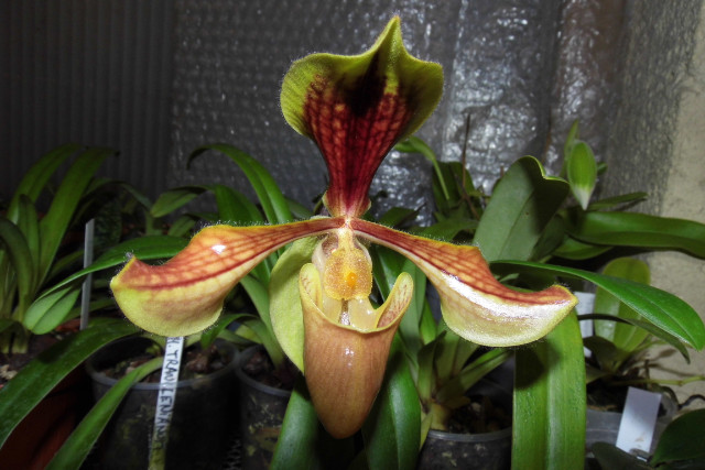 paphiopedilum (floraison du moment dans la serre)  043hyl