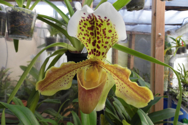 paphiopedilum hybride américain 07kag7