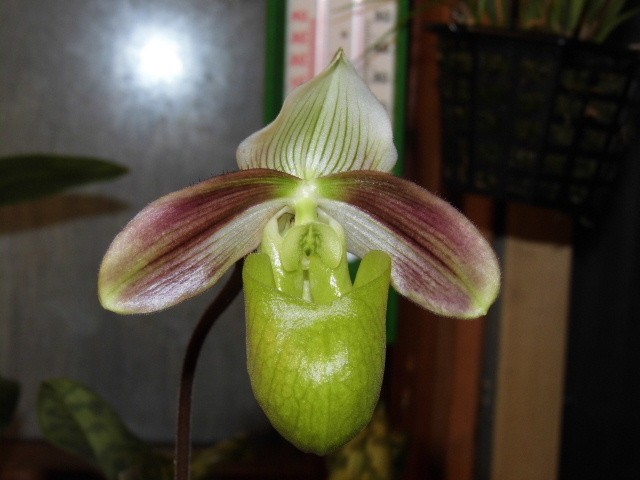 paphiopedilum violascens (au lieu de papuanum) 0hxe8z