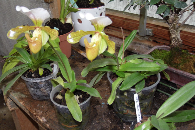 paphiopedilum hybride  0ig83t