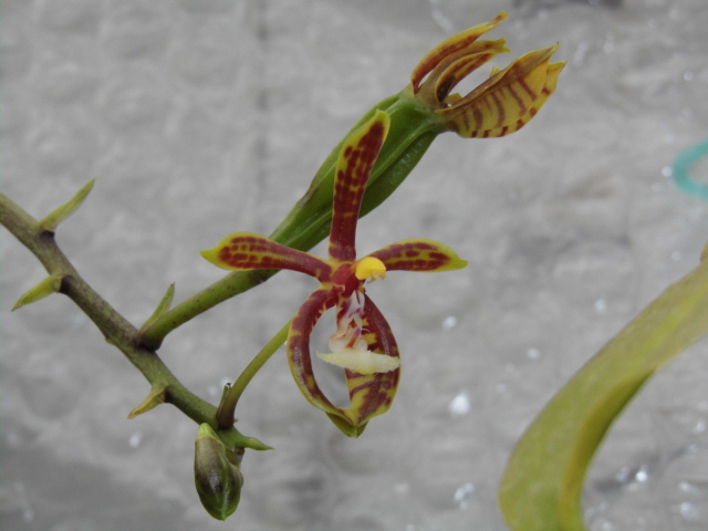 Phalaenopsis mannii 1vgn26