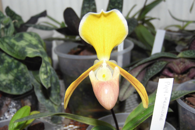 paphiopedilum (floraison du moment dans la serre)  1yql7b