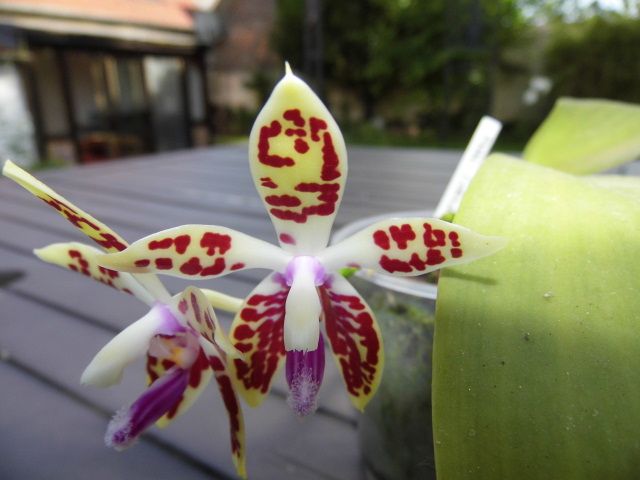 Phalaenopsis corningiana 2ndpiz