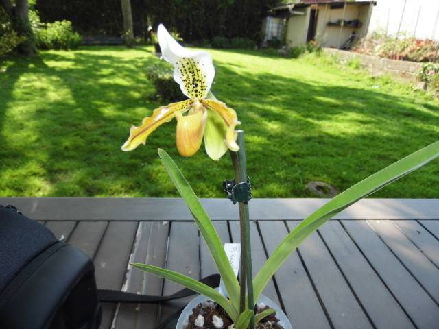 Paphiopedilum exul 3bmc82