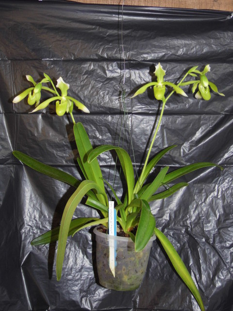 paphiopedilum Haynaldianum album 5nsmil