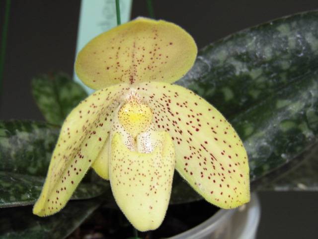 Paphiopedilum concolor 66amgi