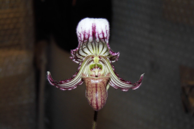 paphiopedilum fairrieanum 89gg06