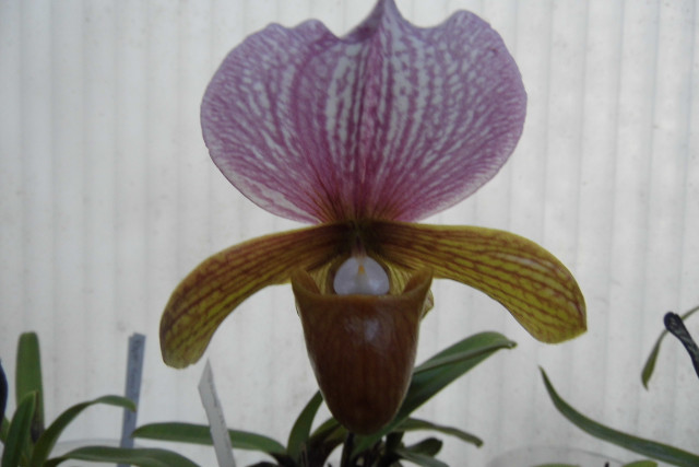 paphiopedilum (floraison du moment dans la serre)  9weh59