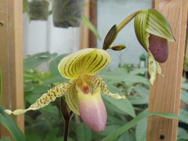 paphiopedilum prim-child  Afd0uc