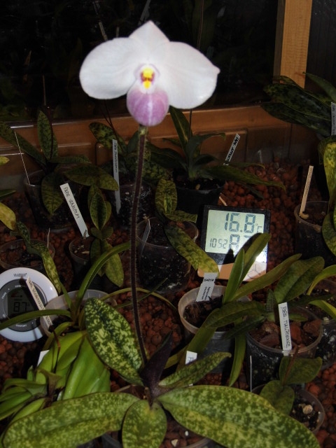 paphiopedilum delenatii Ddsztc