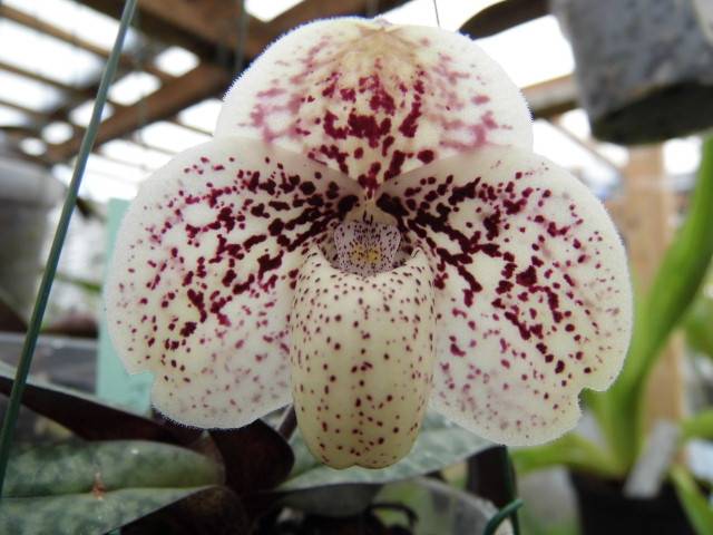 Paphiopedilum godefroyae Djk66i