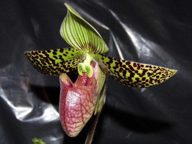 paphiopedilum sukhakulii - à mon tour, je poste le mien c'est de saison Fgll69