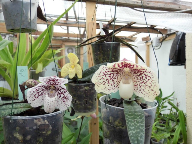 paphiopedilum leucochilum (varieté de godefroyae) Fp3zn5