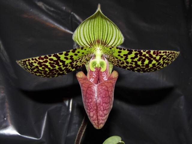 paphiopedilum sukhakulii - à mon tour, je poste le mien c'est de saison Fqjne3