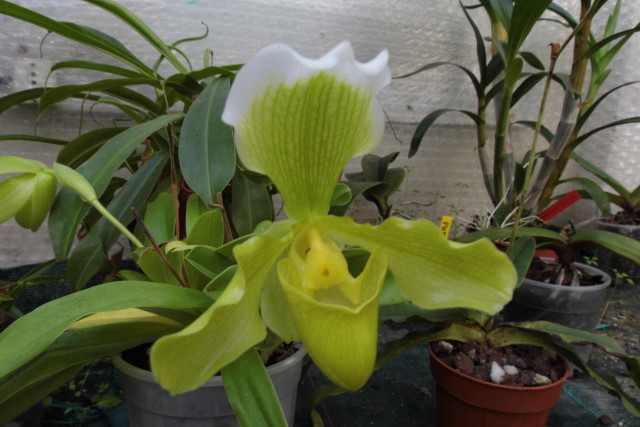 paphiopedilum hybride américain G7mpjx