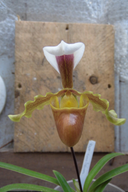 Paphiopedilum barbigerum var coccineum Gdw6g8