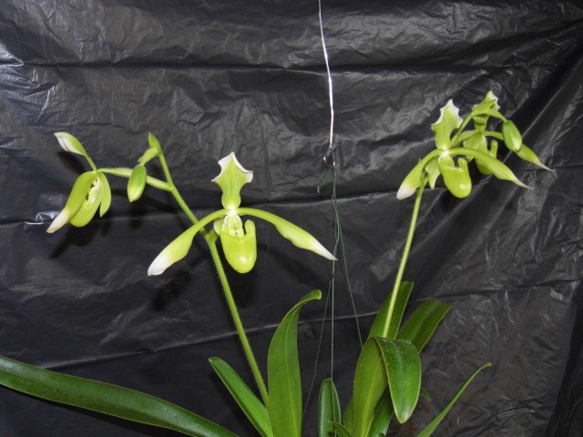 paphiopedilum Haynaldianum album Gslq5d