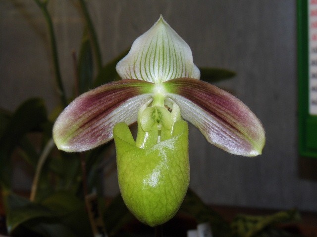 paphiopedilum violascens (au lieu de papuanum) H2hwt4