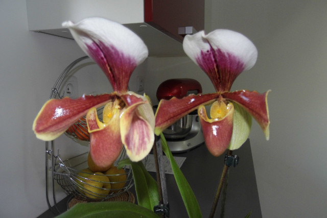 paphiopedilum hybride américain Iewe6c