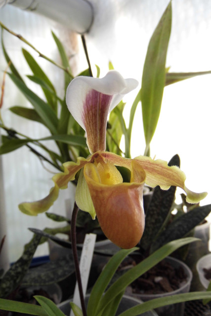 Paphiopedilum barbigerum var coccineum Iuydo9