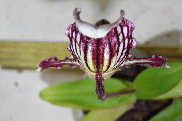 paphiopedilum fairrieanum Jgms49