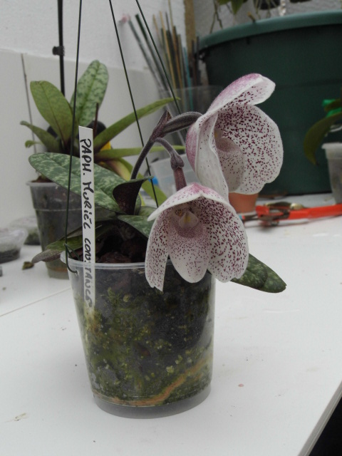 paphiopedilum Muriel Constance Ku573h