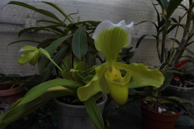 paphiopedilum hybride américain L55dwp