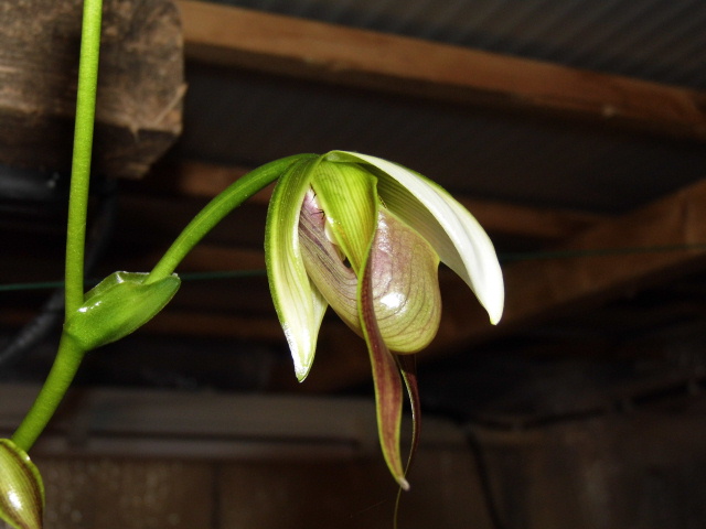 paphiopedilum dianthum Lsiszh