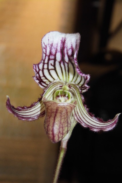 paphiopedilum fairrieanum Mkbbij