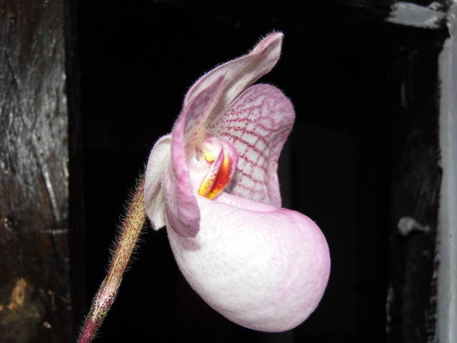 paphiopedilum magic lanterne N4zd3f