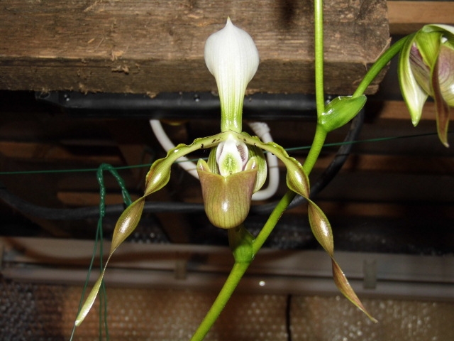 paphiopedilum dianthum N8wpp8