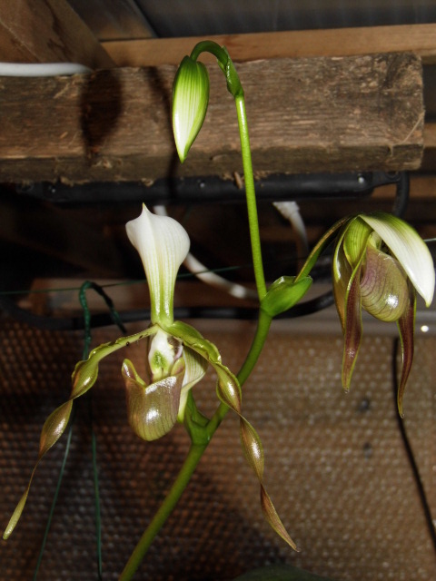 paphiopedilum dianthum Npa4b6