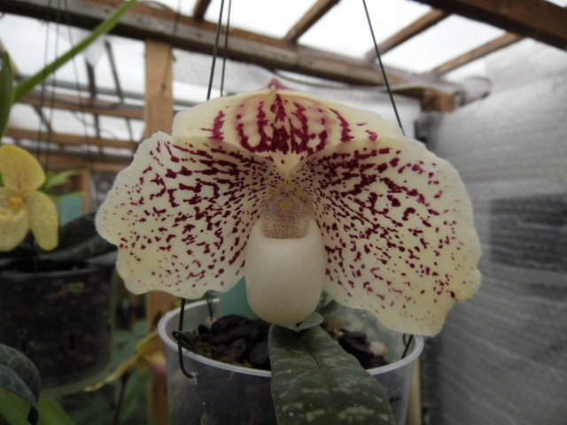 paphiopedilum leucochilum (varieté de godefroyae) Oh9pki