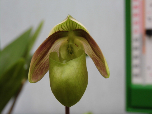 paphiopedilum violascens (au lieu de papuanum) Ori2k4