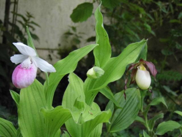 cypripedium regina et kentucky au jardin Ow3upc