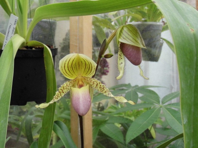 paphiopedilum prim-child  P0pvv2