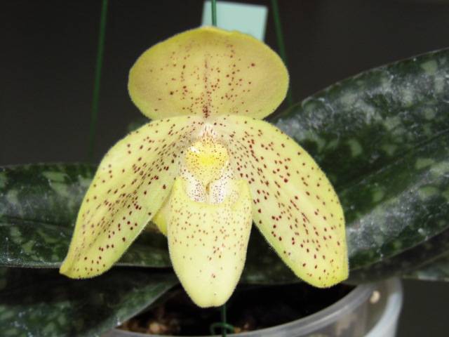 Paphiopedilum concolor Phgnsm