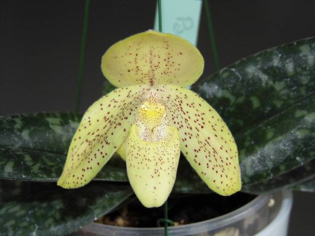 Paphiopedilum concolor Pj185o