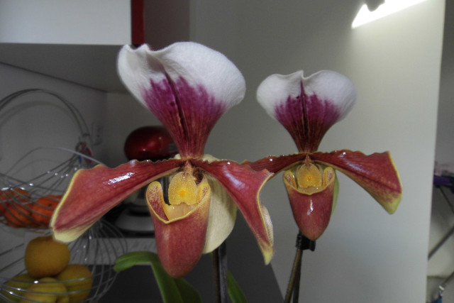 paphiopedilum hybride américain Pjm78h