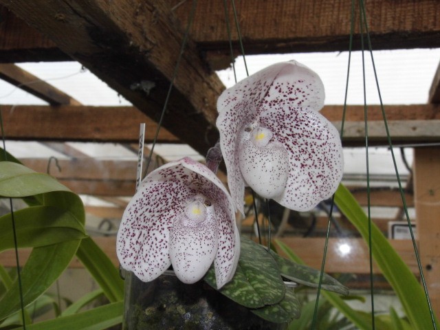 paphiopedilum Muriel Constance Qzulo7