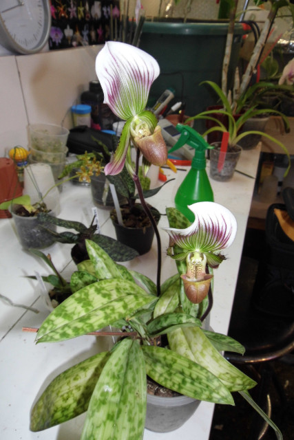 paphiopedilum (floraison du moment dans la serre)  Rwmo1j