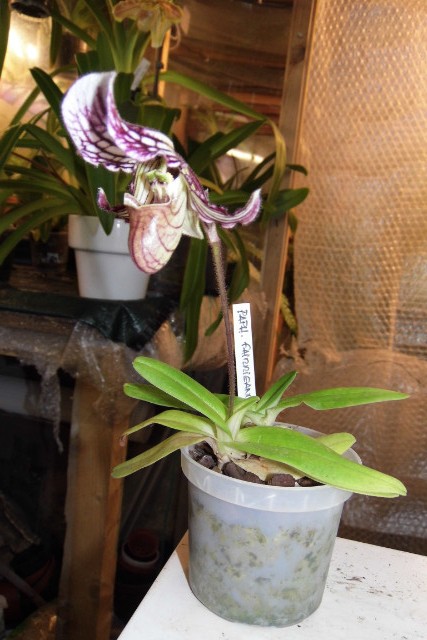 paphiopedilum fairrieanum Sevj6x