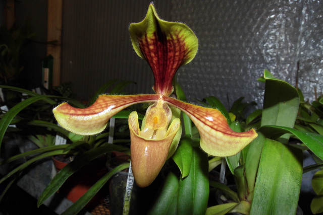 paphiopedilum (floraison du moment dans la serre)  Tw2li1